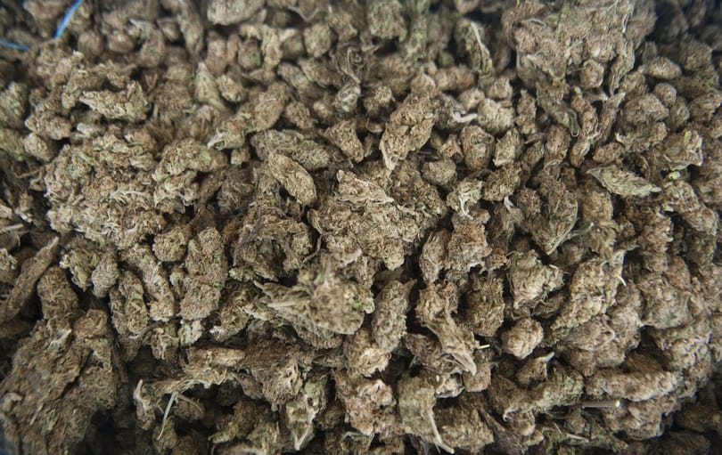 Orvosi célú kannabisz-használót is bevittek a rendőrök az aurorás razzia során
