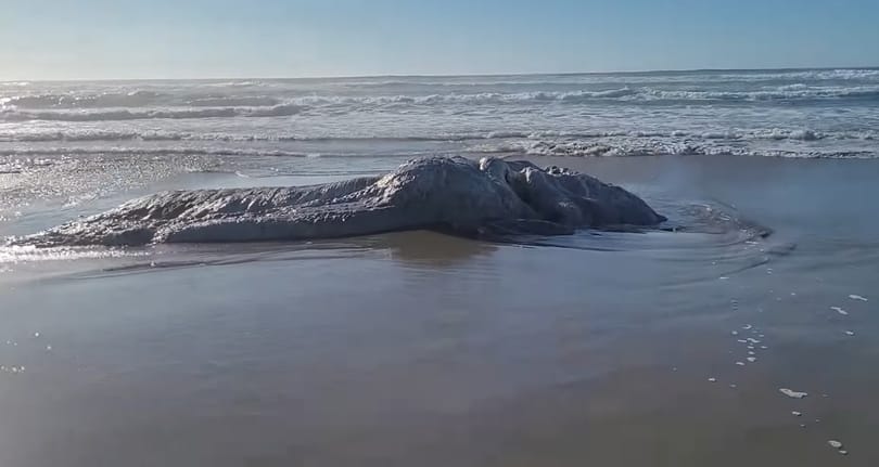 Furcsa dolgot mosott partra a víz Oregonnál – videó