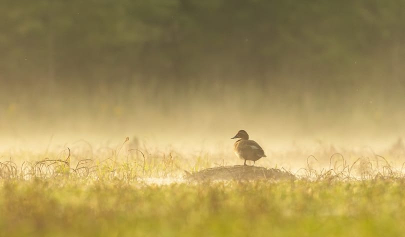 Tovább emelkedik a hőmérséklet a csillagászati tavasz első napján
