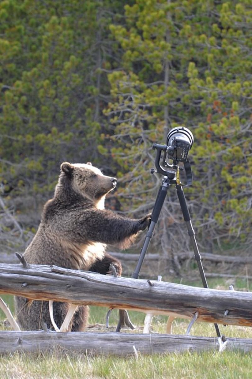 Fotó: medve támadt egy fényképezőgépre a Yellowstone parkban