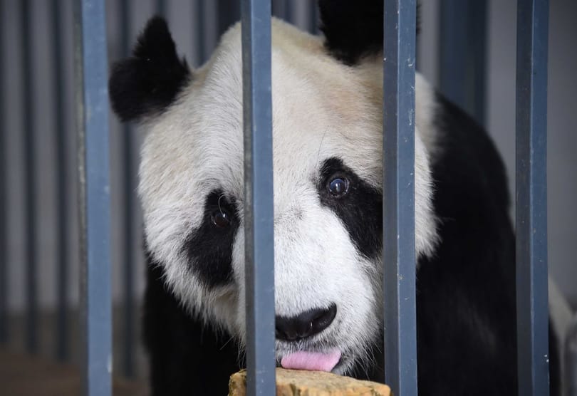 Gyászol Kína, meghalt Paszi, a panda
