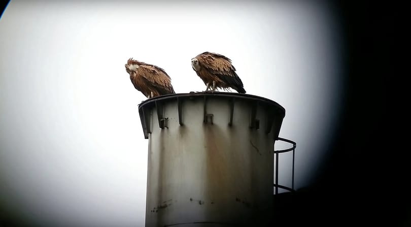 Több keselyű is Magyarországra látogatott az elmúlt napokban, és ez fontosabb hír, mint gondolná