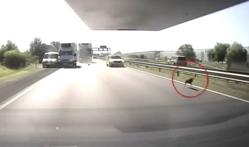 Egy kutya szaladt az M4-esen, öt autó karambolozott miatta – videó