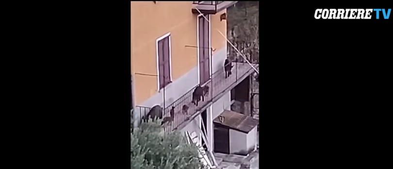Amire a legkevésbé számítasz, hogy egy nap 8 vaddisznó randalírozik az erkélyeden