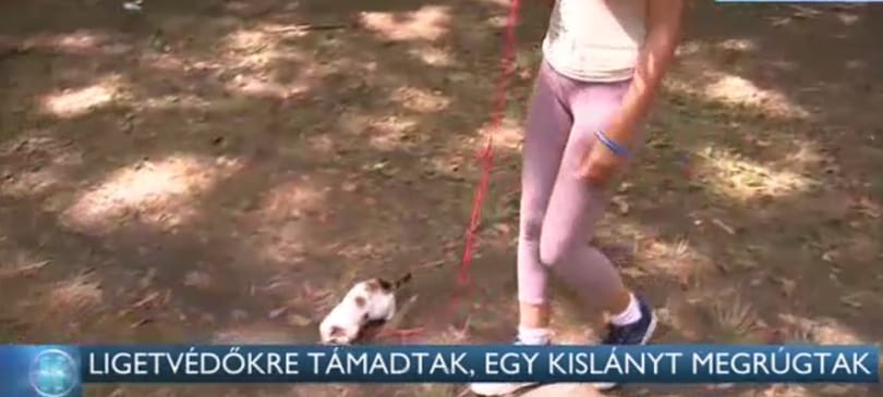 Ligetvédőkre támadtak, megrugdostak egy 11 éves kislányt
