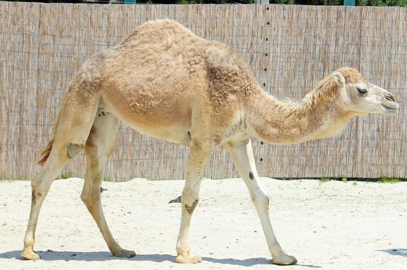 Tevetenyésztésbe vághat a magyar agrárminiszter, és ehhez Dubajból kérhet tanácsot