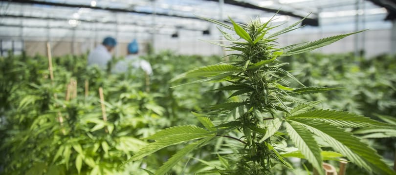És Magyarországon mikor legalizálják a cannabist?