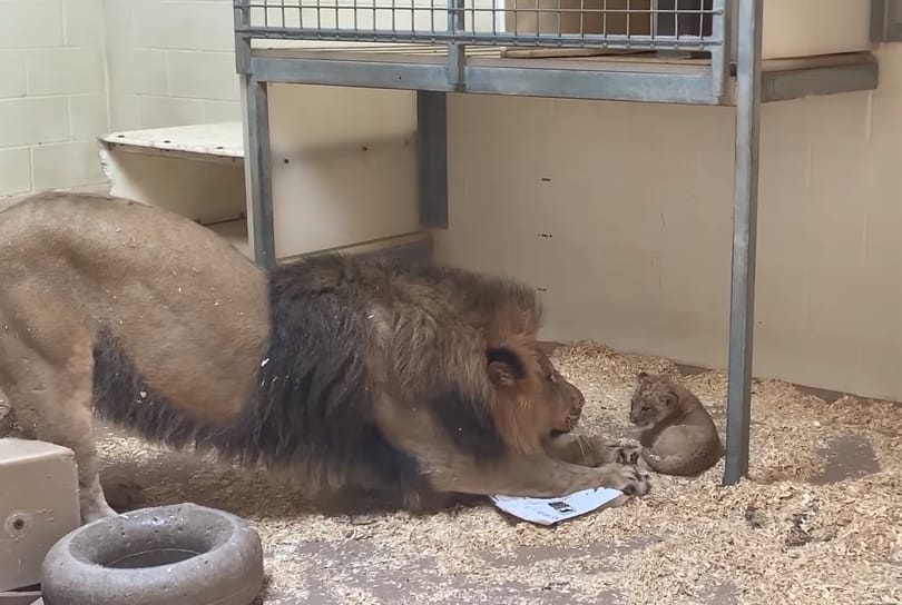 Szívmelengető a pillanat, amikor ez az oroszlánpapa először találkozik a kölykével