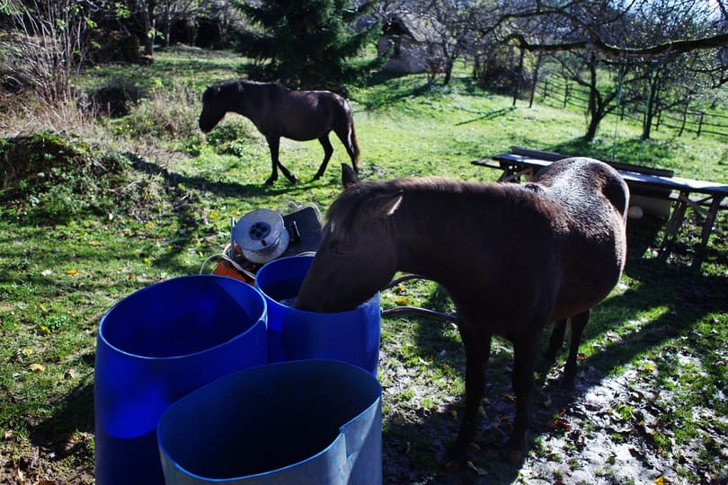 Szőrén ülik meg a lovat, a norvégoknak mégis tetszik