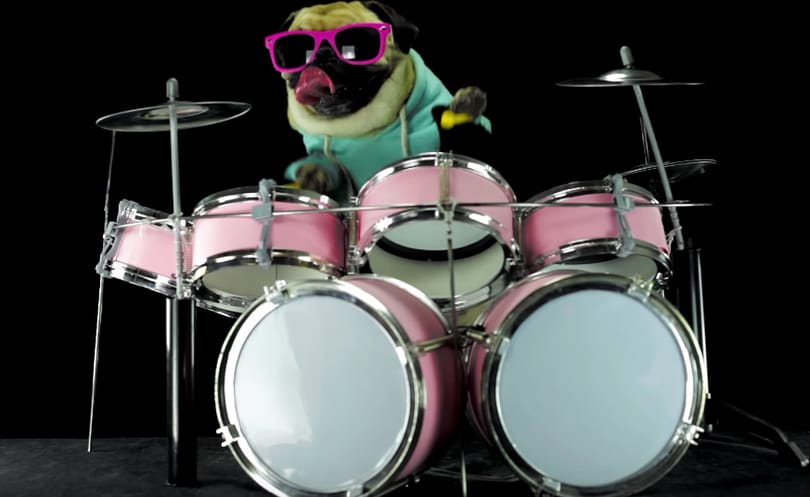 Videó: Egy mopsz tette újra menővé a Metallicát
