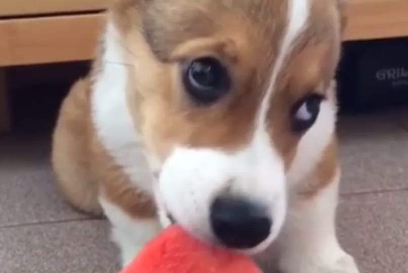 Három év után ismét corgik rohangálnak a brit királyi palotában