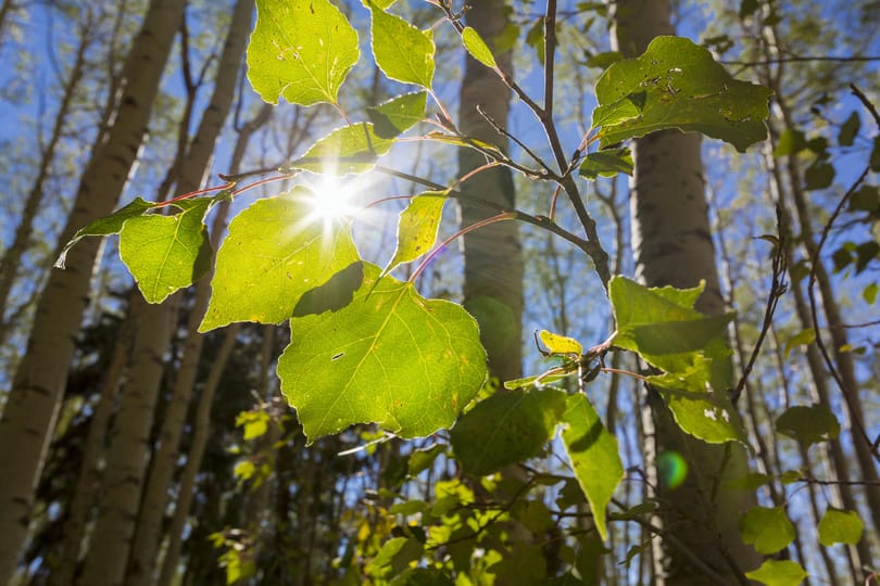 Amikor az ember „kijavítja a fotoszintézist” – itt vannak a genetikailag módosított szuperfák, de mire lehetnek jók?