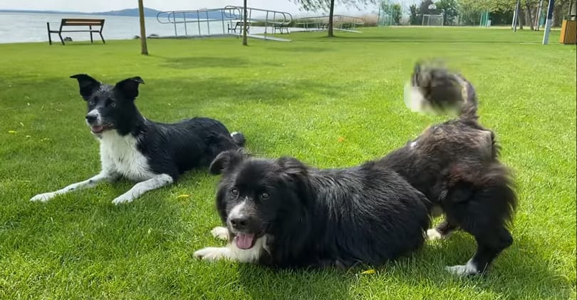 Sokkal jobban van Aladár, a világhírű „kétfejű kutya”