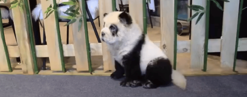Pandává festett kutyákkal robbantott egy kínai kávézó – videó
