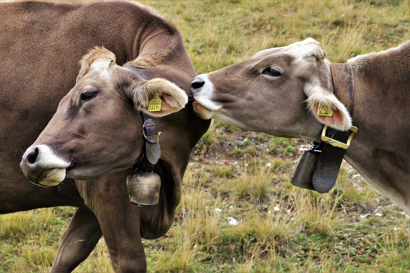 Indiában elterjedt, hogy a tehéntrágyával bekent bőr megvéd a koronavírustól – természetesen nem igaz