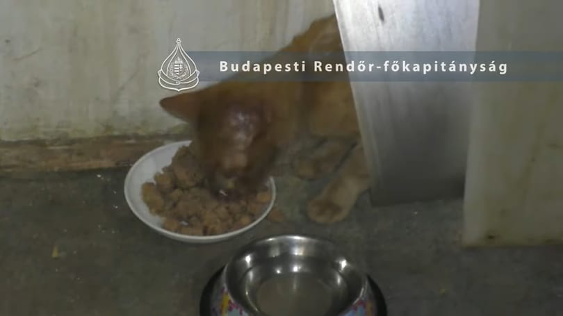 Kiköltözött a lakásból, hét macskáját otthagyta éhen – állatkínzás miatt nyomoz a rendőrség