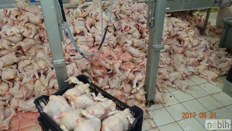Derékig ért a csirkehús a horrorüzemben, mégis újranyithatott