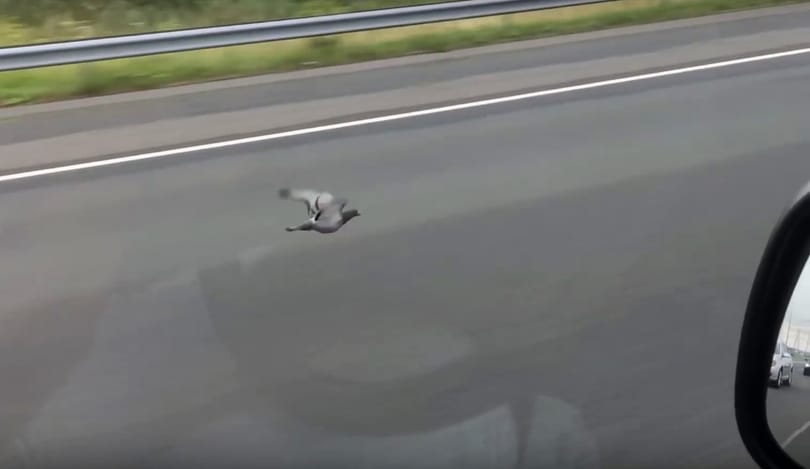 Az internet új sztárja a holland galamb, ami 100 km/h-val repült az autópályán