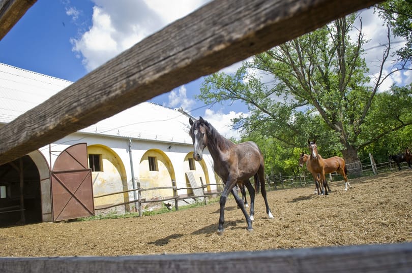 Padlóra küldi a kormány a magyar agráripar bezzegcégét