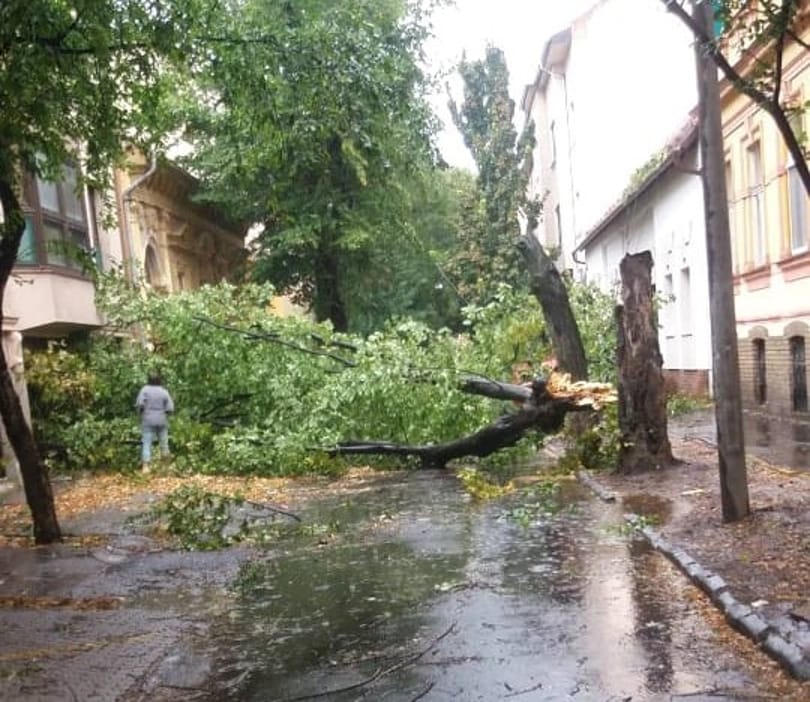 Megjött a vihar: fákat tépett ki a szél Nógrád megyében