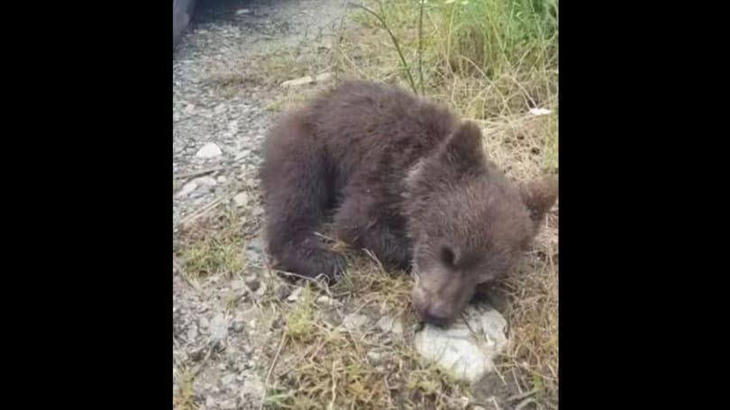 Magába roskadva fekszik a medvebocs, akinek anyját kilőtték, mert megölt egy olasz turistát – videó