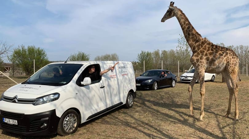 Nem nyithat ki újra Szadán az autós szafaripark