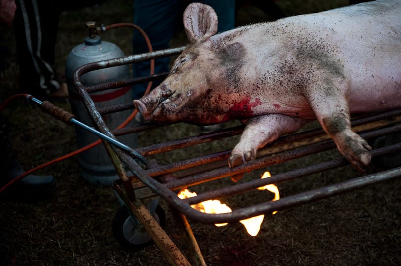 Egyetlen disznó sincs biztonságban