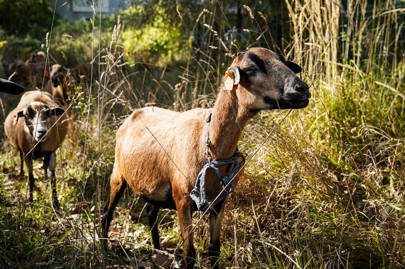 Pestises juhokat és kecskéket talált a Nébih Zala megyében