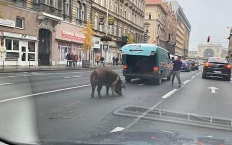 Meg tudná oldani a Kétfarkú Kutya Párt KRESZ-tesztjét?