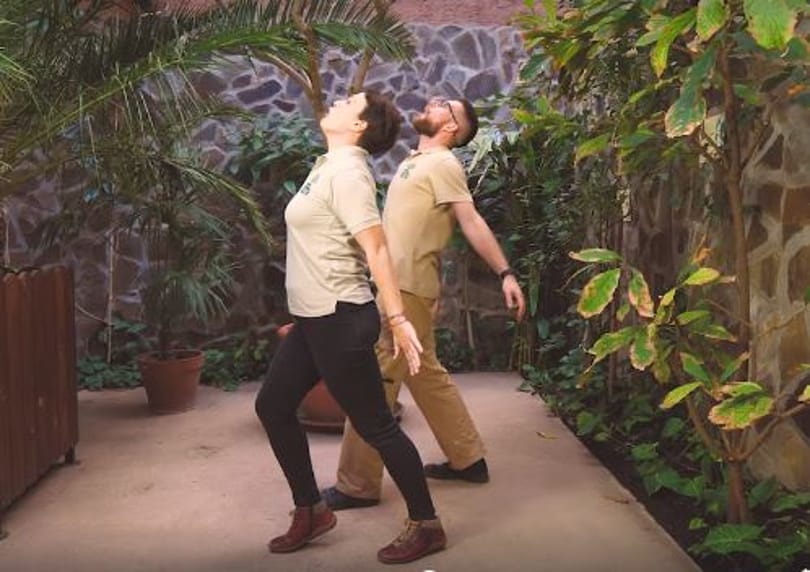 Állati udvarlást mutatnak be a Nyíregyházi Állatpark munkatársai (videó)