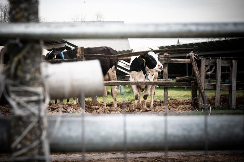 Még nincs kész a kerítés a peresztegi dögtemető körül, katonák figyelik, nehogy vadállat jusson be