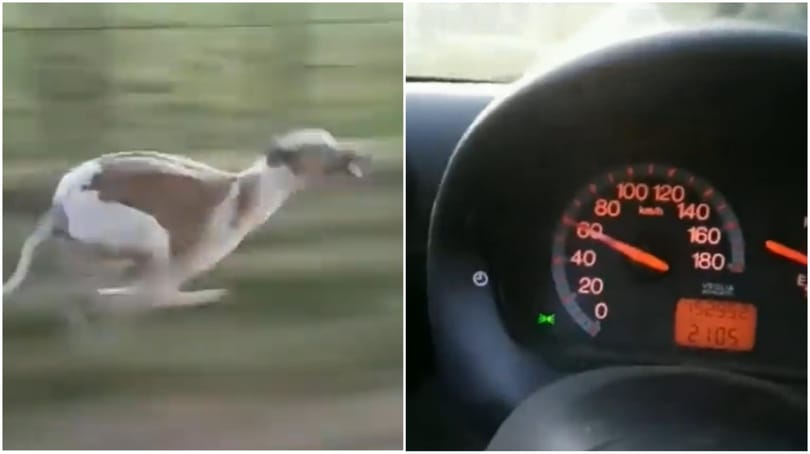 Simán tartotta a lépést a 60 km/h-val hajtó kocsival egy agár – videó