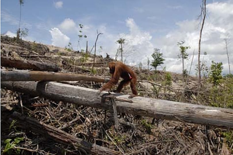 Veszélyben a borneói orangután is