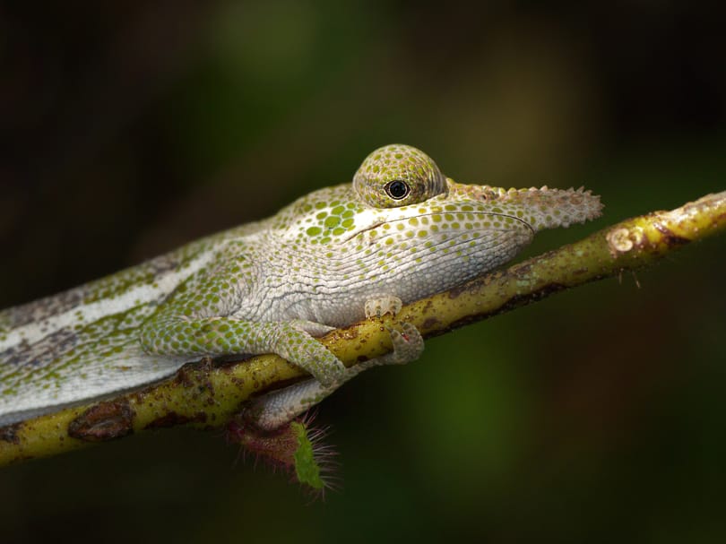 Különleges kaméleonokra bukkantak a kutatók Madagaszkáron