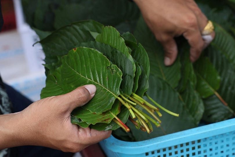 A kratom az új fájdalomcsillapító sláger – csakhogy életveszélyes