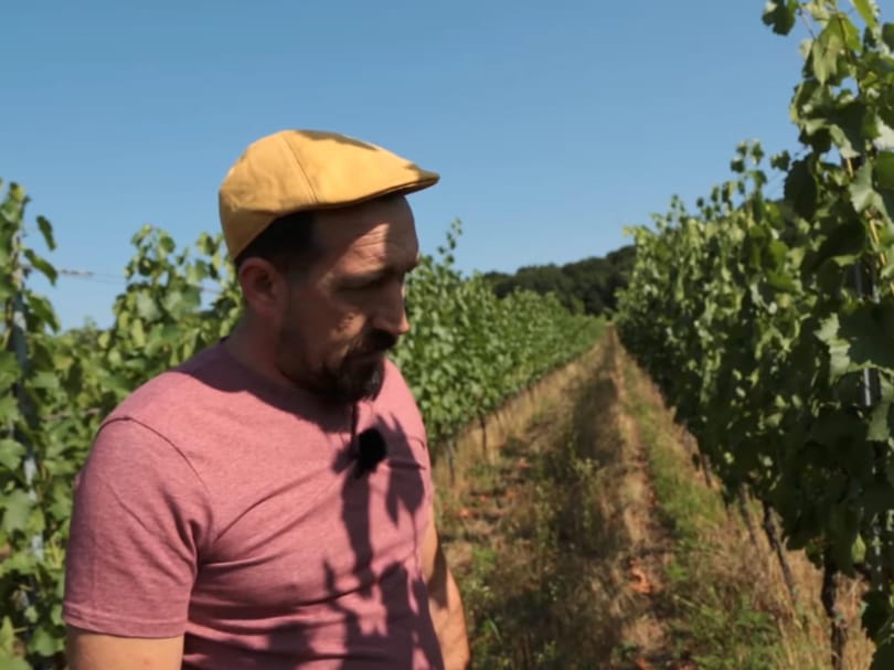 Épp a Balaton népszerűsége tehet keresztbe a híres helyi boroknak