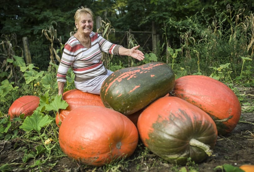 Képek: Gigantikus tökszörnyeket termett a föld Fülöpszálláson