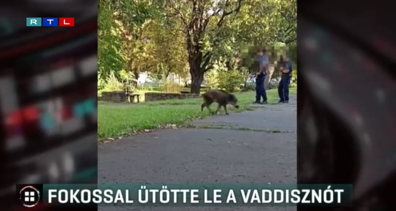 Baltával vert agyon egy aprócska, legyengült vaddisznót egy vadász Debrecenben