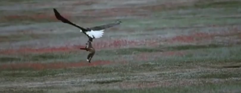Elképesztő harcot vívott egy róka és egy sas a vacsoráért - videó