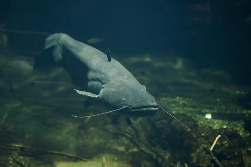 Fürdőzőkre támadt, öt embert megsebesített egy kétméteres óriásharcsa egy németországi strandon