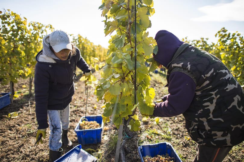 Tokaji Tesco gazdaságos: innen szép nyerni