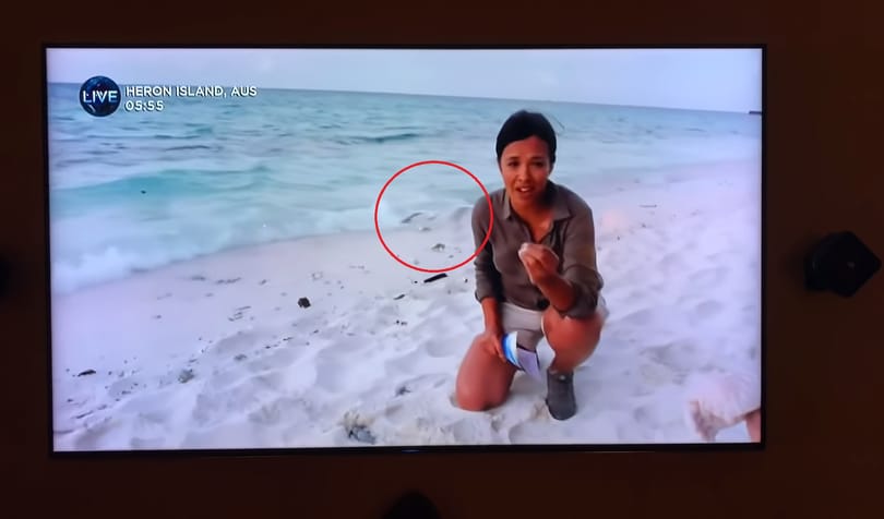 Élő adásban ragadta el egy sirály a védett teknősfiókát, kiakadtak a nézők
