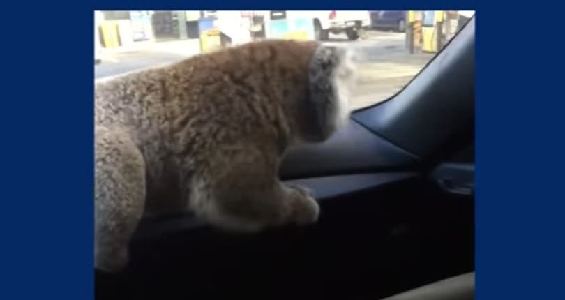 Autópályára tévedt egy koala, hat autó ment egymásba