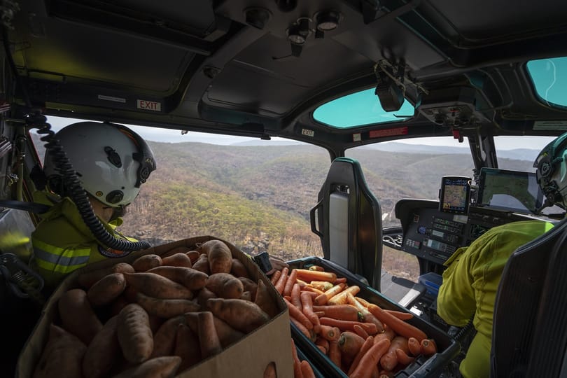 Helikopterekből szórják az ételt Ausztráliában, hogy legyen mit enniük az állatoknak