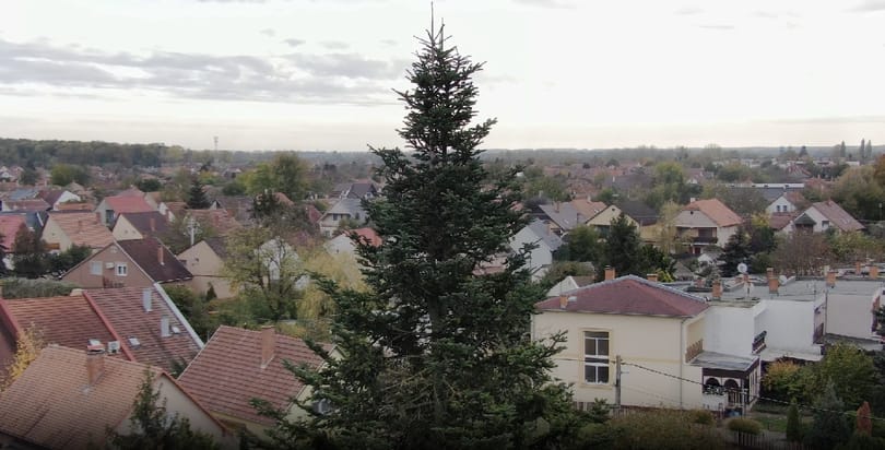 Kiválasztották az Ország Karácsonyfáját