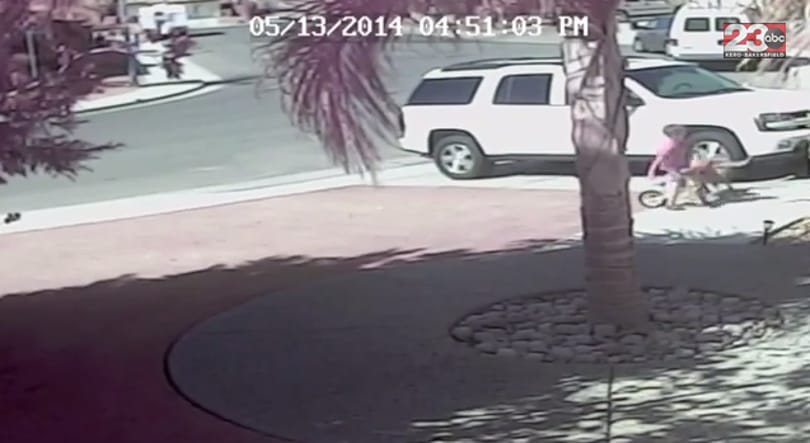 Videó: Macska még soha nem volt ilyen rettenthetetlen