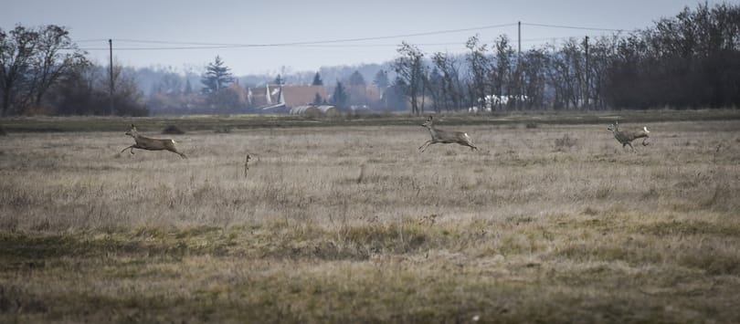 Tovább hadakozhatnak a vadászok ifjabb Mészáros Lőrinccel, ma sem lett jogerős ítélet