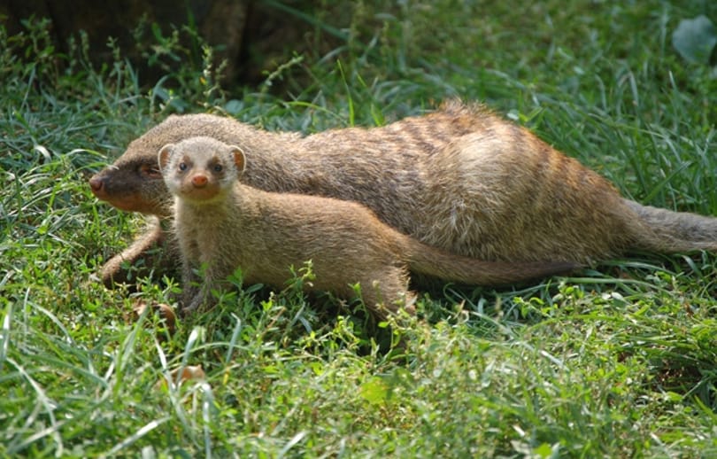 Előbújt a cuki mongúzkölyök Nyíregyházán 
