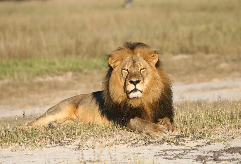Kamu volt Jericho, a zimbabwei oroszlán halálhíre