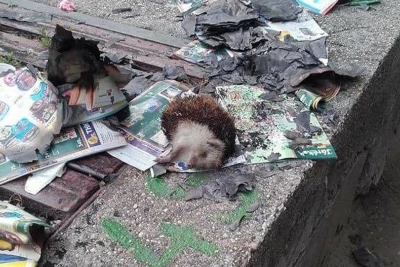 Elfogták a sünt felgyújtó tinédzsert